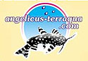 angelicus-terraqua