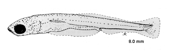 Abramis brama