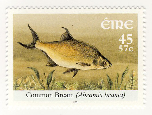 Abramis brama