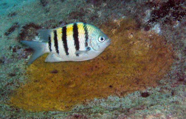 Abudefduf saxatilis