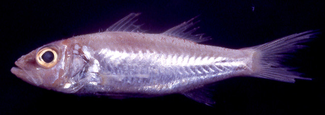 Acropoma argentistigma