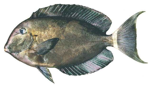 Acanthurus auranticavus