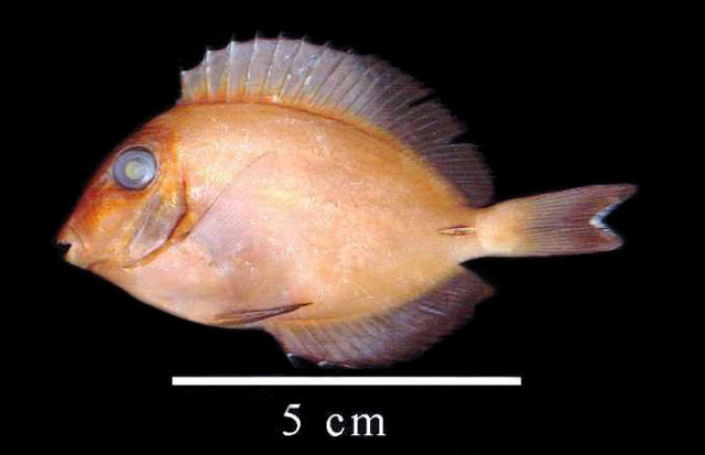 Acanthurus bahianus