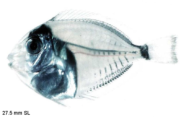 Acanthurus bahianus