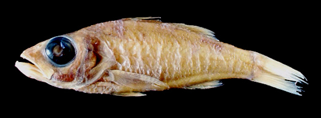 Acropoma boholensis