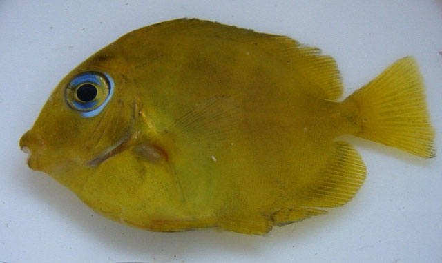 Acanthurus coeruleus