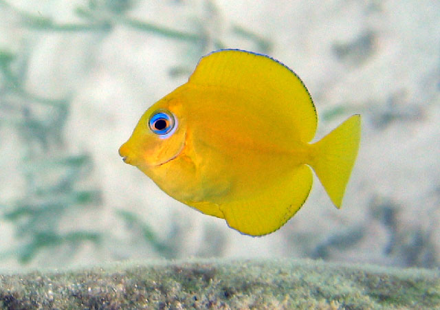 Acanthurus coeruleus