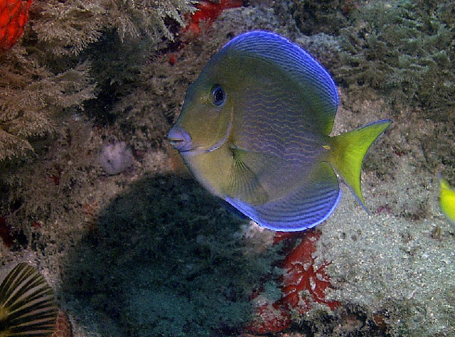 Acanthurus coeruleus