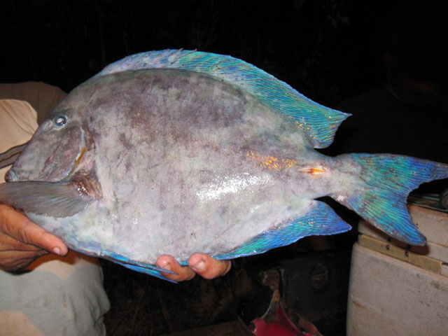 Acanthurus coeruleus