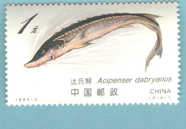 Acipenser dabryanus