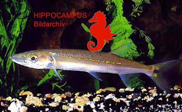 Acestrorhynchus falcirostris