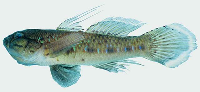 Acentrogobius janthinopterus
