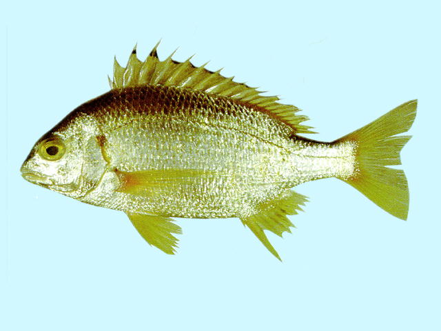 Acanthopagrus latus