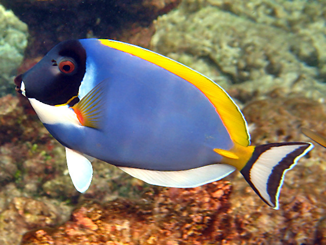 Acanthurus leucosternon