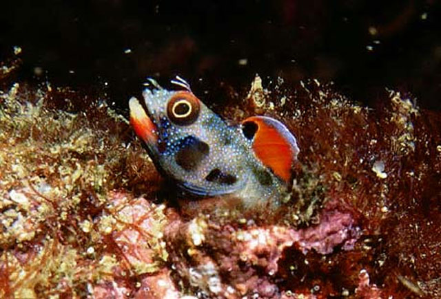 Acmac_u7.jpg