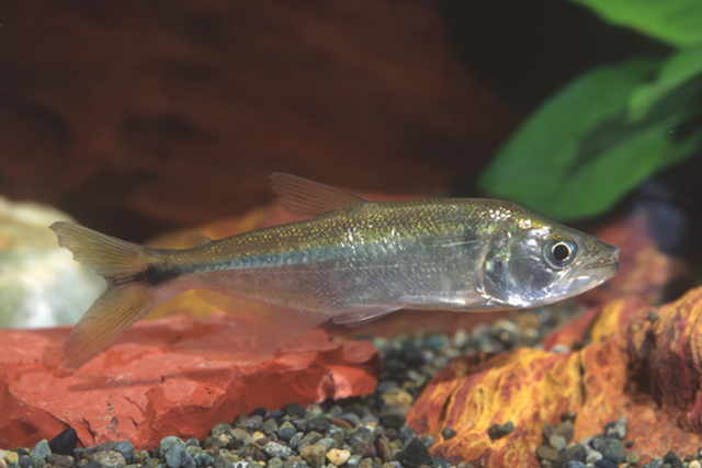 Acestrorhynchus minimus