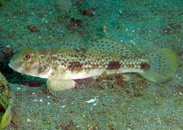 Acentrogobius nebulosus