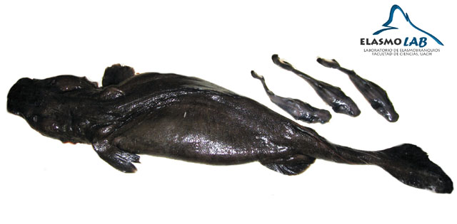 Aculeola nigra