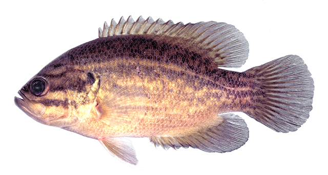 Acantharchus pomotis