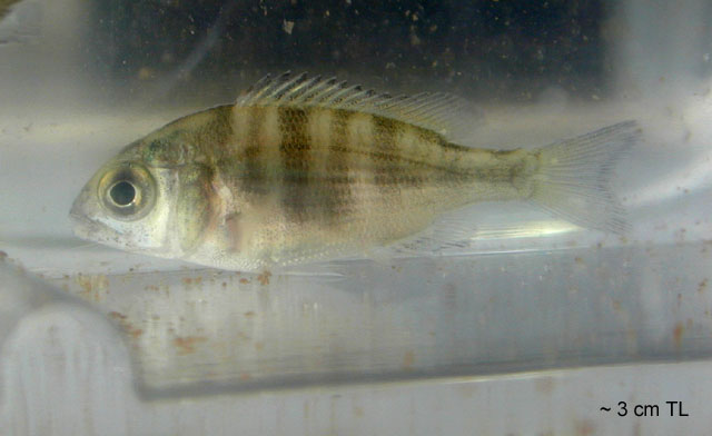 Acanthopagrus schlegelii