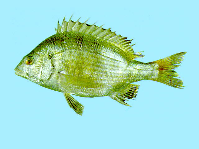 Acanthopagrus schlegelii