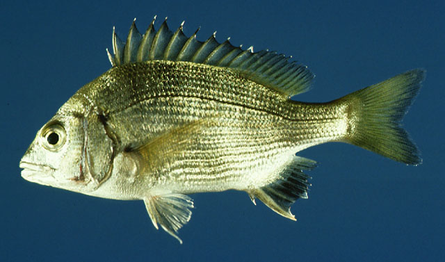 Acanthopagrus schlegelii