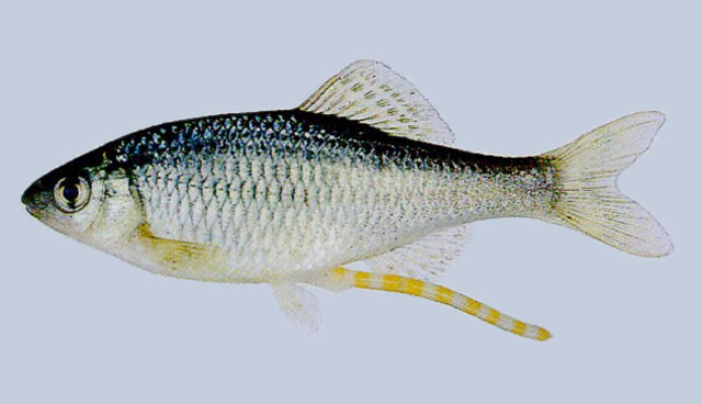 Acheilognathus yamatsutae