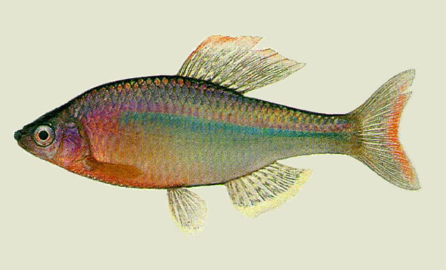 Acheilognathus yamatsutae