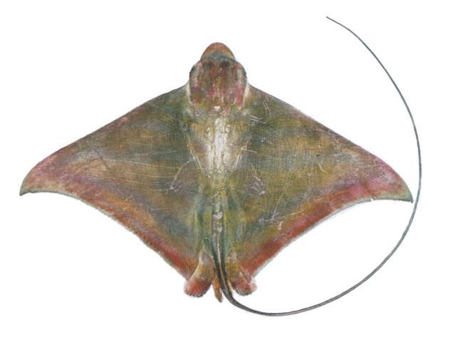 Aetomylaeus nichofii