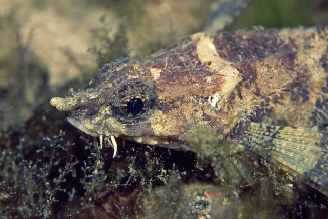 Agonopsis sterletus