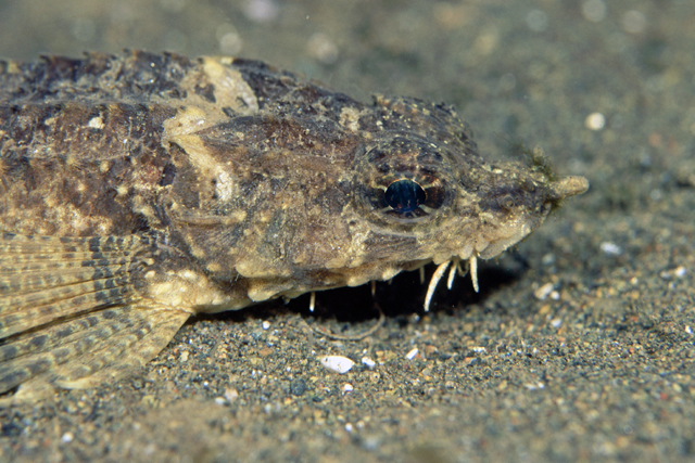 Agonopsis sterletus