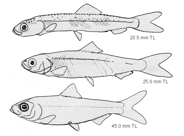 Alosa aestivalis