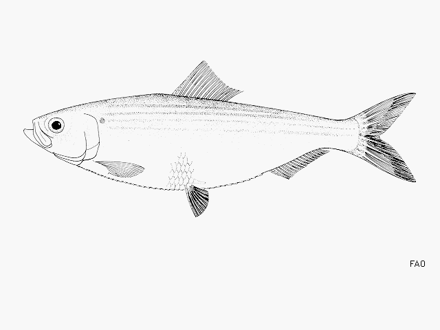 Alosa aestivalis