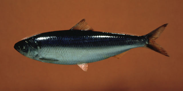 Alosa aestivalis