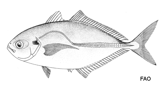 Alepes apercna