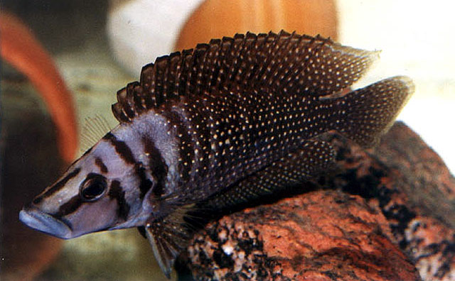 Altolamprologus calvus