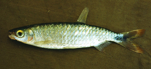 Brycinus rhodopleura