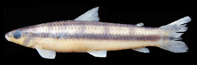 Apareiodon affinis