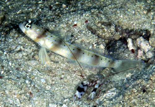 Amblyeleotris arcupinna