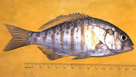 Amphistichus argenteus