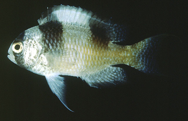 Amblypomacentrus breviceps