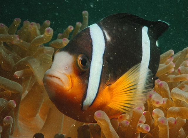 Amphiprion clarkii