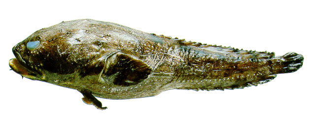 Amphichthys cryptocentrus