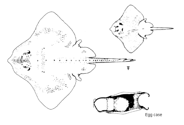 Amblyraja hyperborea