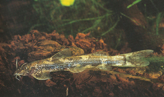 Amphilius jacksonii