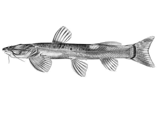 Amphilius lentiginosus