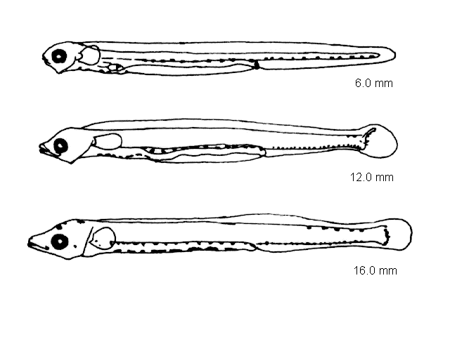 Ammodytes marinus