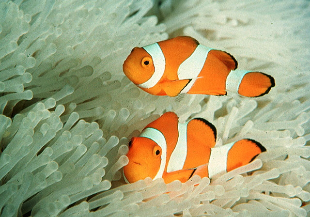 Amphiprion ocellaris