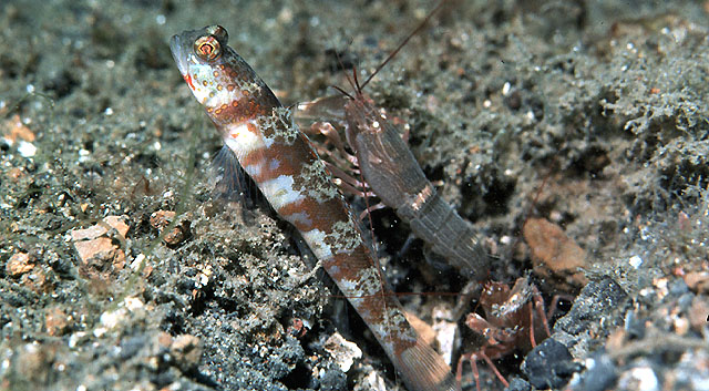 Amblyeleotris periophthalma