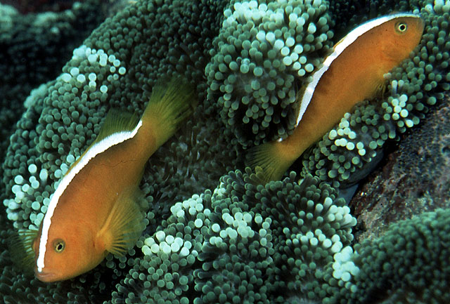 Amphiprion sandaracinos